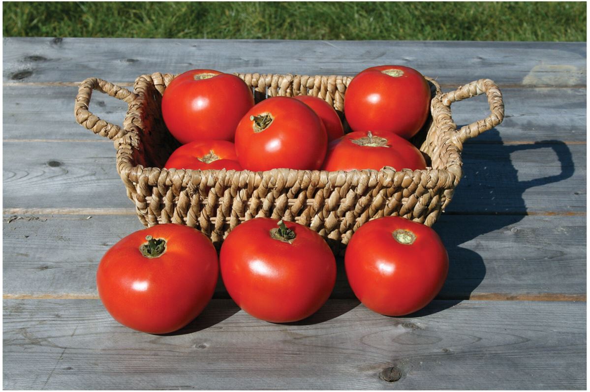 Mountain Fresh Plus – Tomato Seed